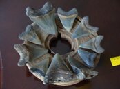 DSC04517.jpg