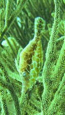 Splendid Filefish.jpg