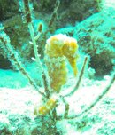 Yellow SeaHorse.jpg