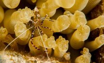 anemone shrimp-0121.jpg