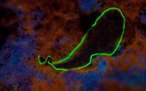 Nudibranch-0308.jpg Nudibranch-0308.jpg