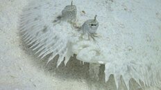 IMG_2129.jpg