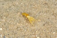 IMG_8487wb.jpg