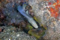 IMG_8886wa pair.jpg