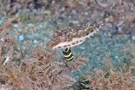 IMG_9208wa tiny.jpg