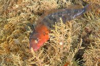 IMG_9209wb.jpg