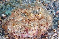 IMG_9243wa boxie.jpg