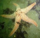 Monterey1.jpg