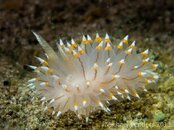 Janolus Fuscus 1.jpg Janolus Fuscus 1.jpg