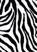 zebra.jpg