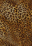 leopard.jpg