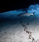 ©2013 Dennis Harmon, Bonaire-1010022-2.jpg