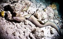 ©2013 Dennis Harmon, Bonaire-1010085.jpg