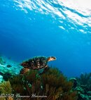 ©2013 Dennis Harmon, Bonaire-1010114.jpg