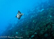 ©2013 Dennis Harmon, Bonaire-1010279.jpg