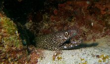 Spotted Moray Eel.jpg