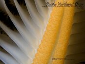 pnw_diver_2013-07_Cover.jpg
