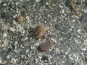 Tiny Hermit Crab.jpg