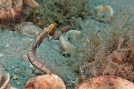 IMG_9460wb squidmaybe.jpg