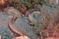 IMG_9459wb squidmaybe.jpg