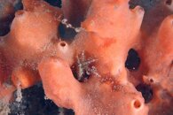 IMG_9389wb crab.jpg