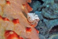 IMG_9535wa.jpg
