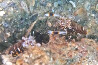 IMG_9631wa pair.jpg