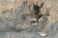 IMG_9707wb.jpg