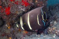 IMG_9722wb octo.jpg