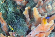 IMG_9756wa with little nudi.jpg