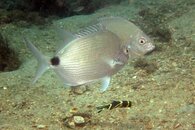 IMG_9766wa older cleaner.jpg