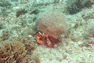 IMG_9855wb ugly shell.jpg