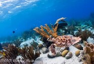 ©2013 Dennis Harmon, Bonaire-25.jpg