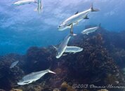 ©2013 Dennis Harmon, Bonaire-30.jpg