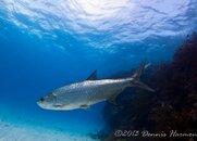 ©2013 Dennis Harmon, Bonaire-31.jpg