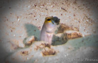 ©2013 Dennis Harmon, Bonaire-10.jpg