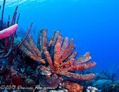 ©2013 Dennis Harmon, Bonaire-14.jpg