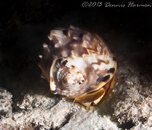 ©2013 Dennis Harmon, Bonaire-15.jpg