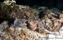 ©2013 Dennis Harmon, Bonaire-16.jpg