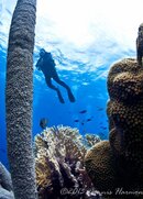 ©2013 Dennis Harmon, Bonaire-19.jpg