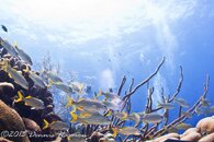 ©2013 Dennis Harmon, Bonaire-21.jpg