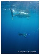 whalesharksjuly2.jpg