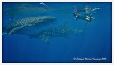 whalesharksjuly3.jpg