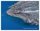 whalesharksjuly4.jpg