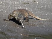 Komodo D600 100713 045.jpg