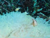 Komodo D5000 150713 035.jpg