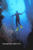 dancing_in_kelp_ci304.jpg dancing_in_kelp_ci304.jpg