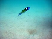 IMG_0517.jpg