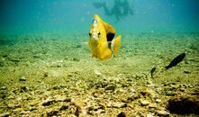 yellowfisf.jpg