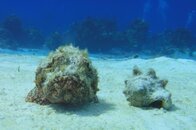 scorpionfish.jpg
